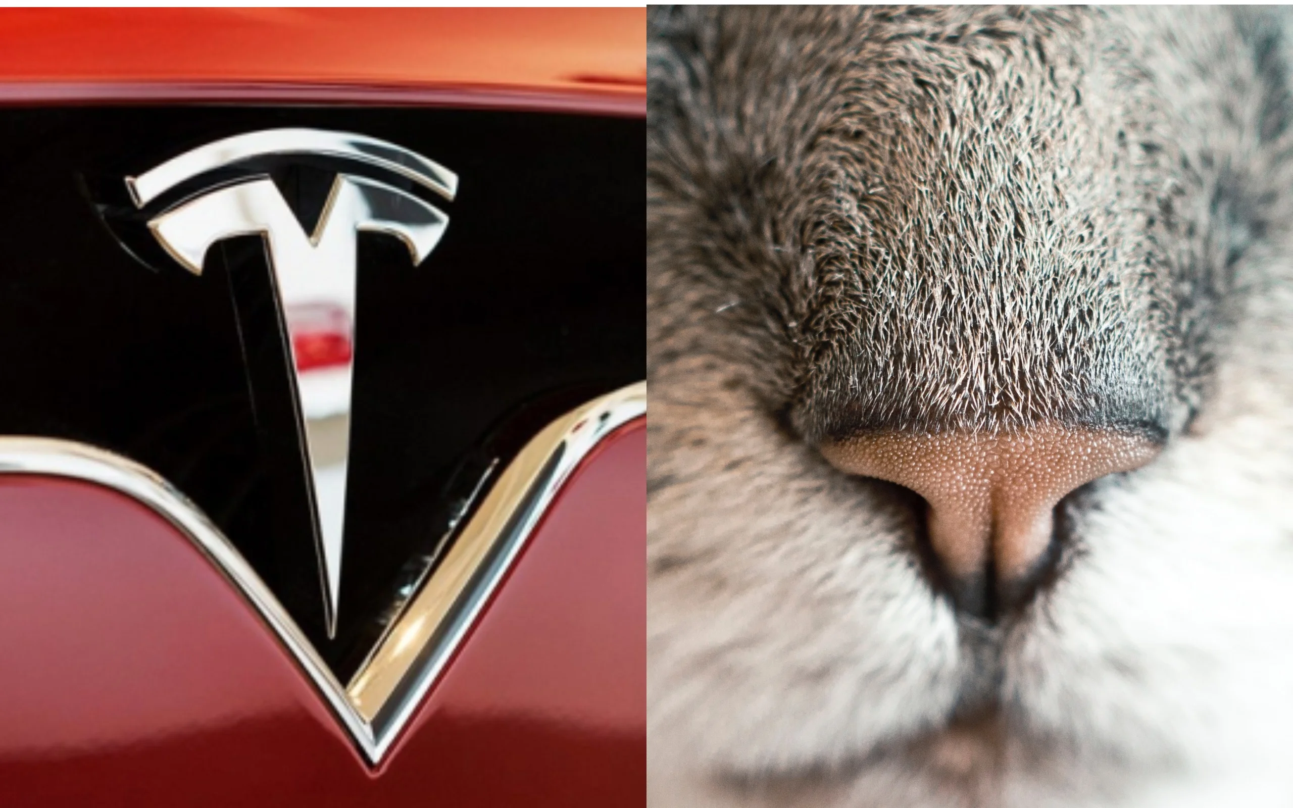 Илон Маск признался, что на самом деле означает логотип Tesla - фото 427779