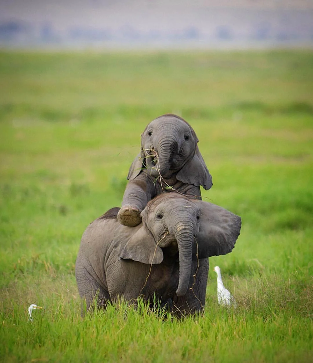 То, как эти маленькие слонята играют, заставит тебя улыбнуться - фото 427865