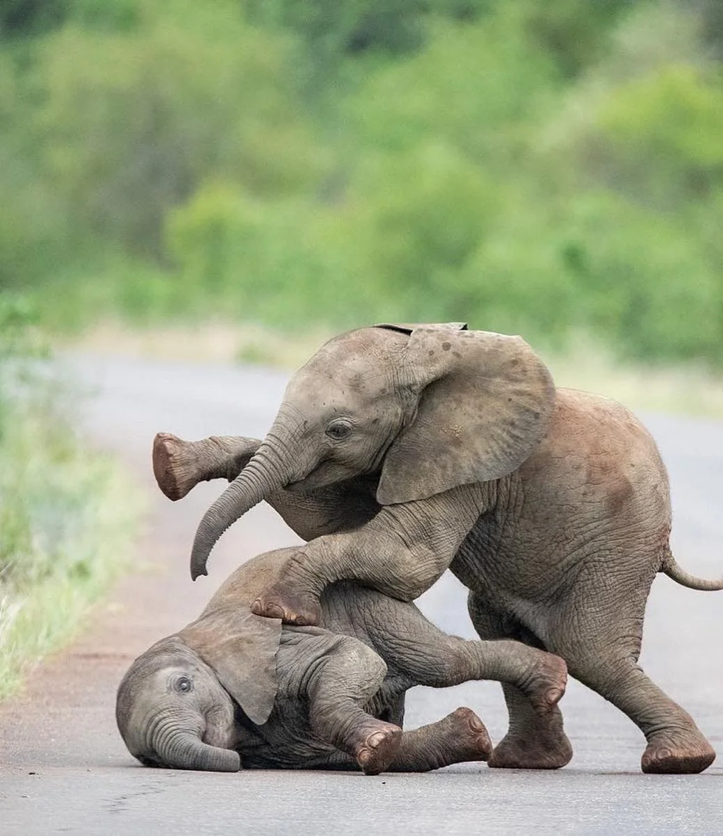 То, как эти маленькие слонята играют, заставит тебя улыбнуться - фото 427867