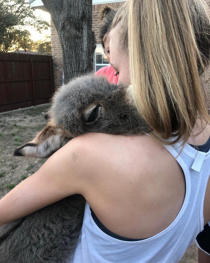 Девушка стала мамой для маленького ослика, и это самое милое, что вы видели - фото 428105