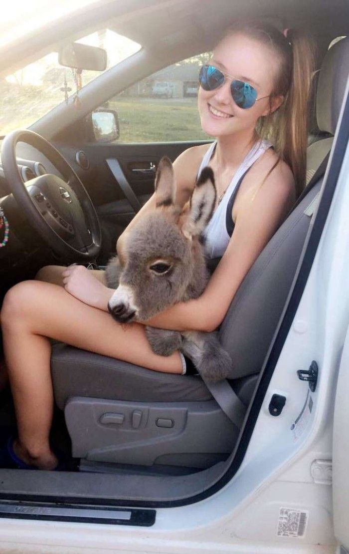 Девушка стала мамой для маленького ослика, и это самое милое, что вы видели - фото 428107