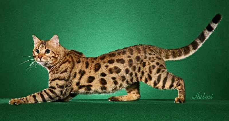 18 видів кішок, від яких ви будете в захваті - фото 428127