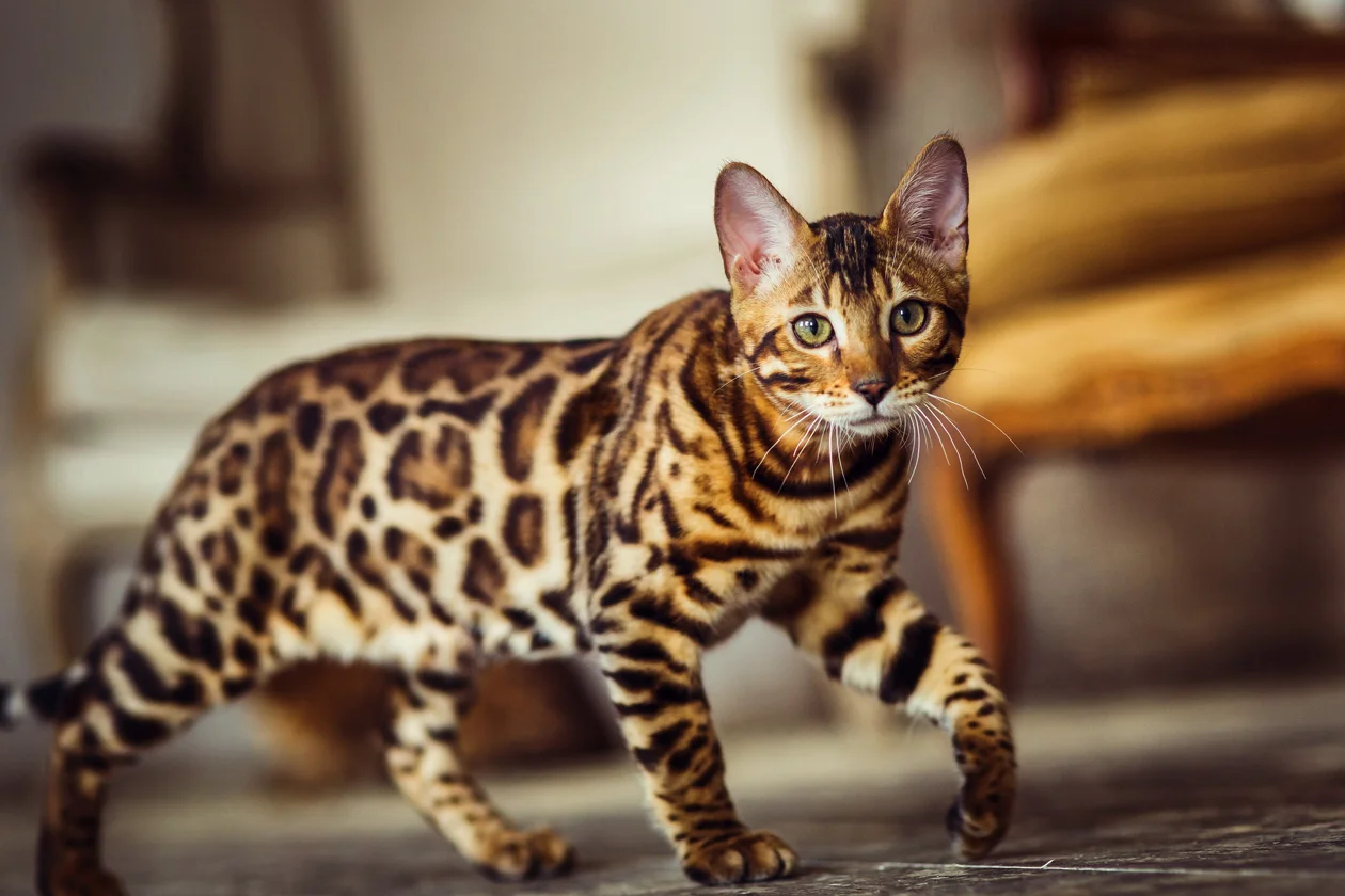 18 видів кішок, від яких ви будете в захваті - фото 428128