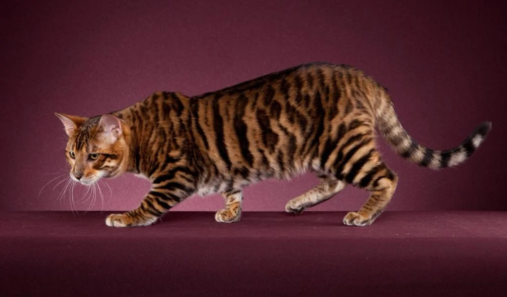 18 видів кішок, від яких ви будете в захваті - фото 428130