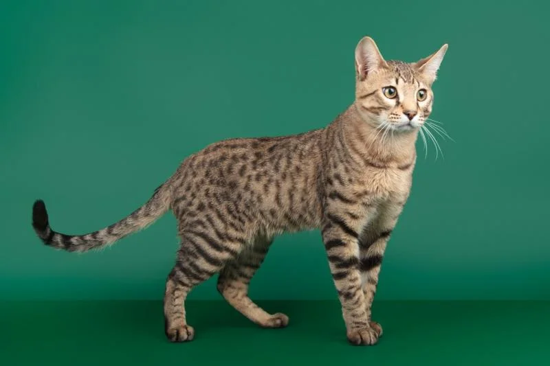 18 видів кішок, від яких ви будете в захваті - фото 428134