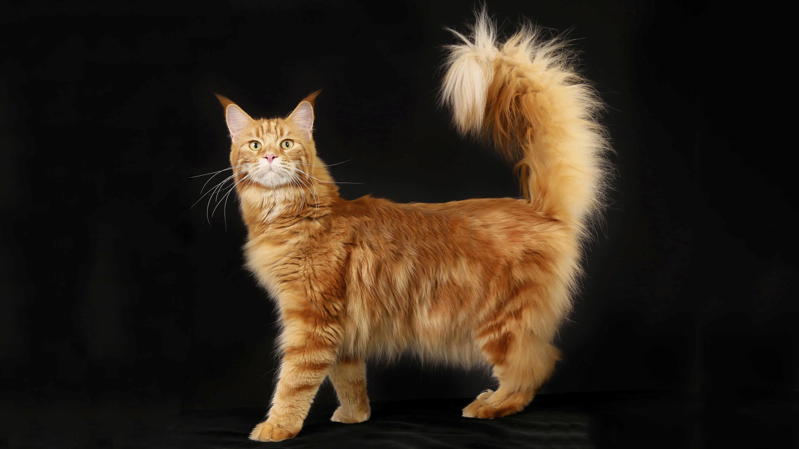18 видів кішок, від яких ви будете в захваті - фото 428136