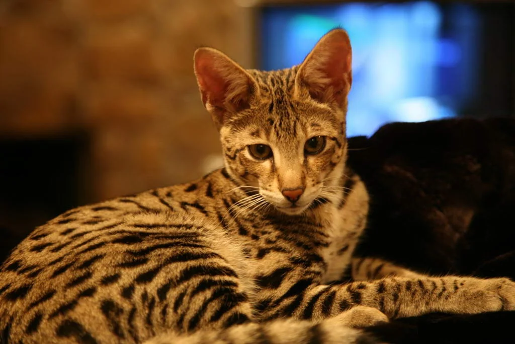 18 видів кішок, від яких ви будете в захваті - фото 428141