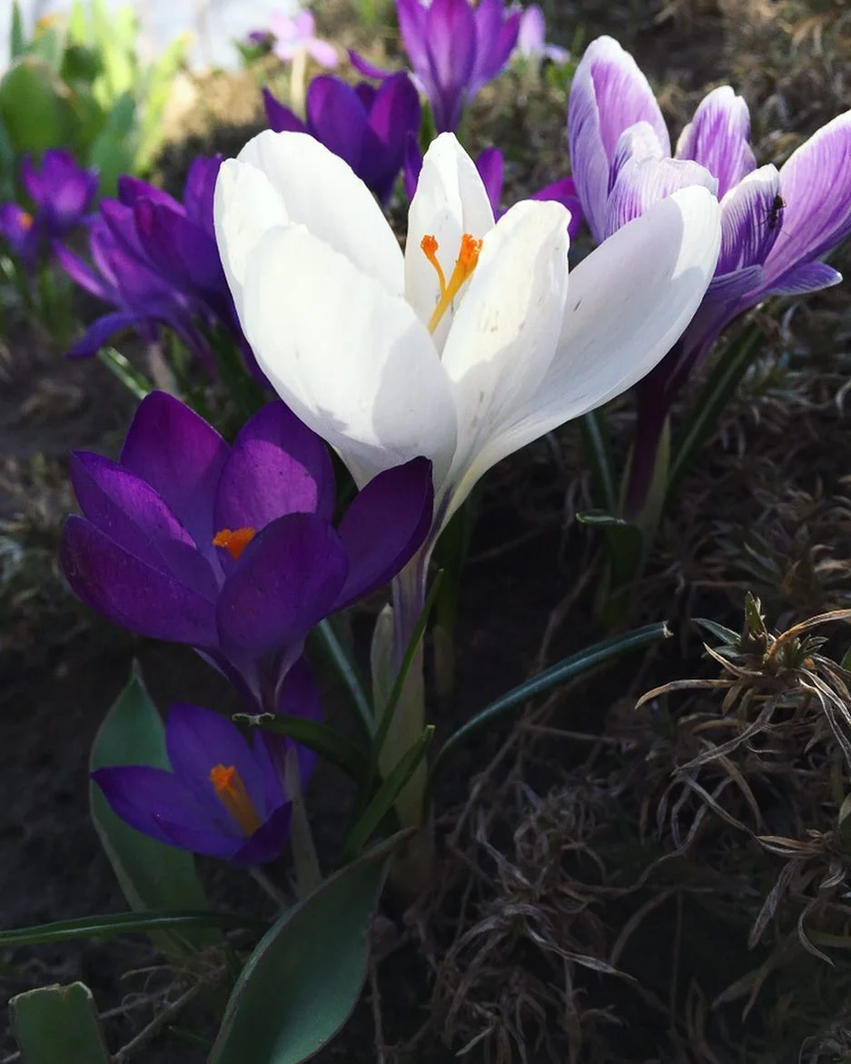 Весна вокруг: Украина утонула в цветении магнолий и цветов - фото 428323