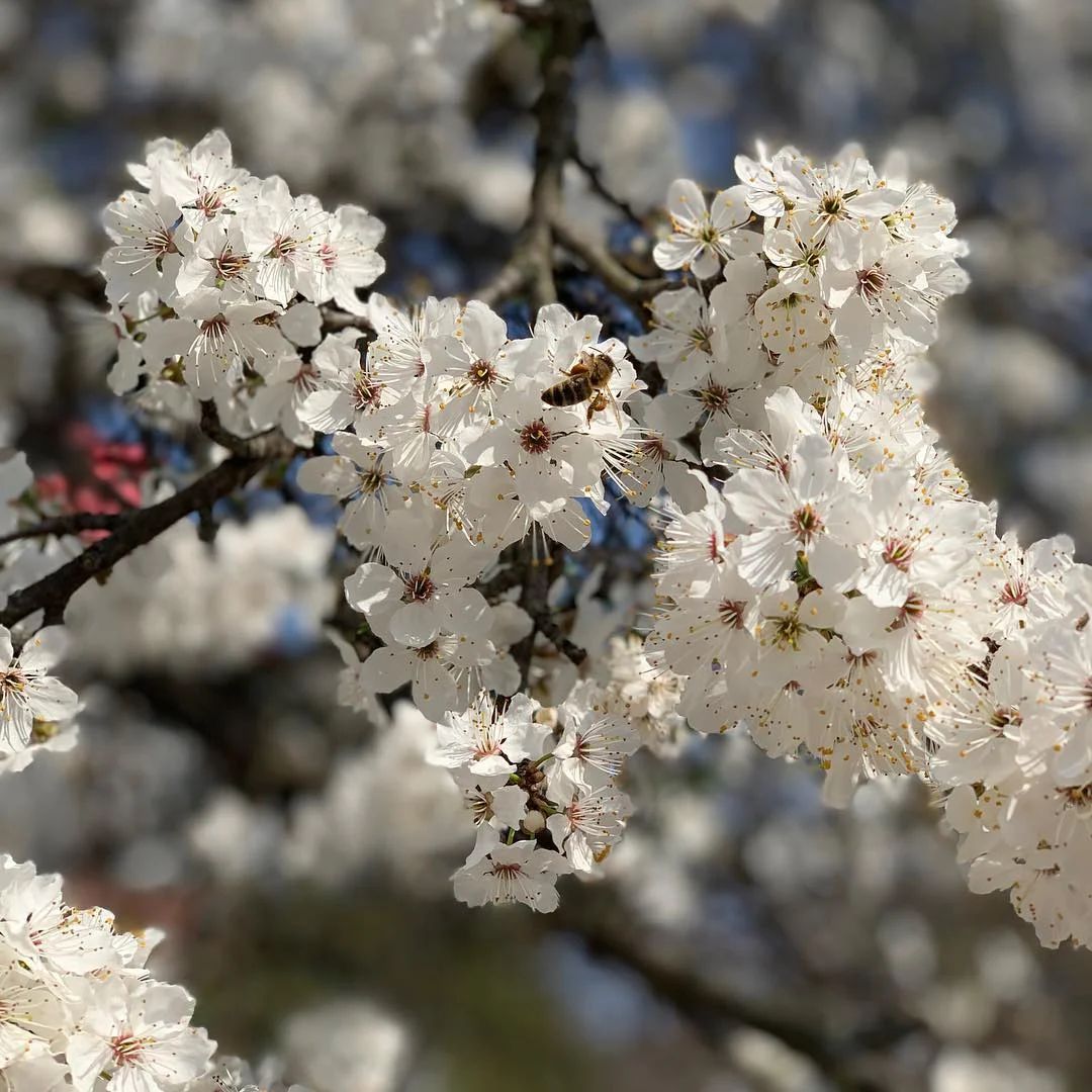 Весна навколо: Україна потонула в цвітінні магнолій та квітів - фото 428324