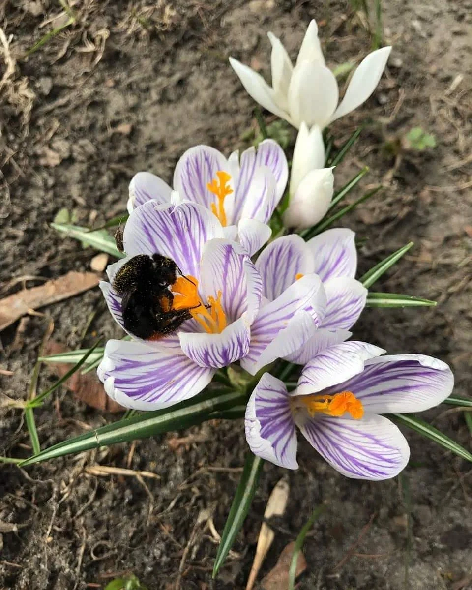 Весна навколо: Україна потонула в цвітінні магнолій та квітів - фото 428325