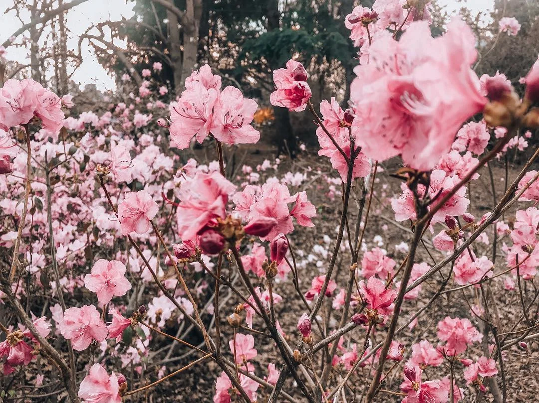 Весна навколо: Україна потонула в цвітінні магнолій та квітів - фото 428326