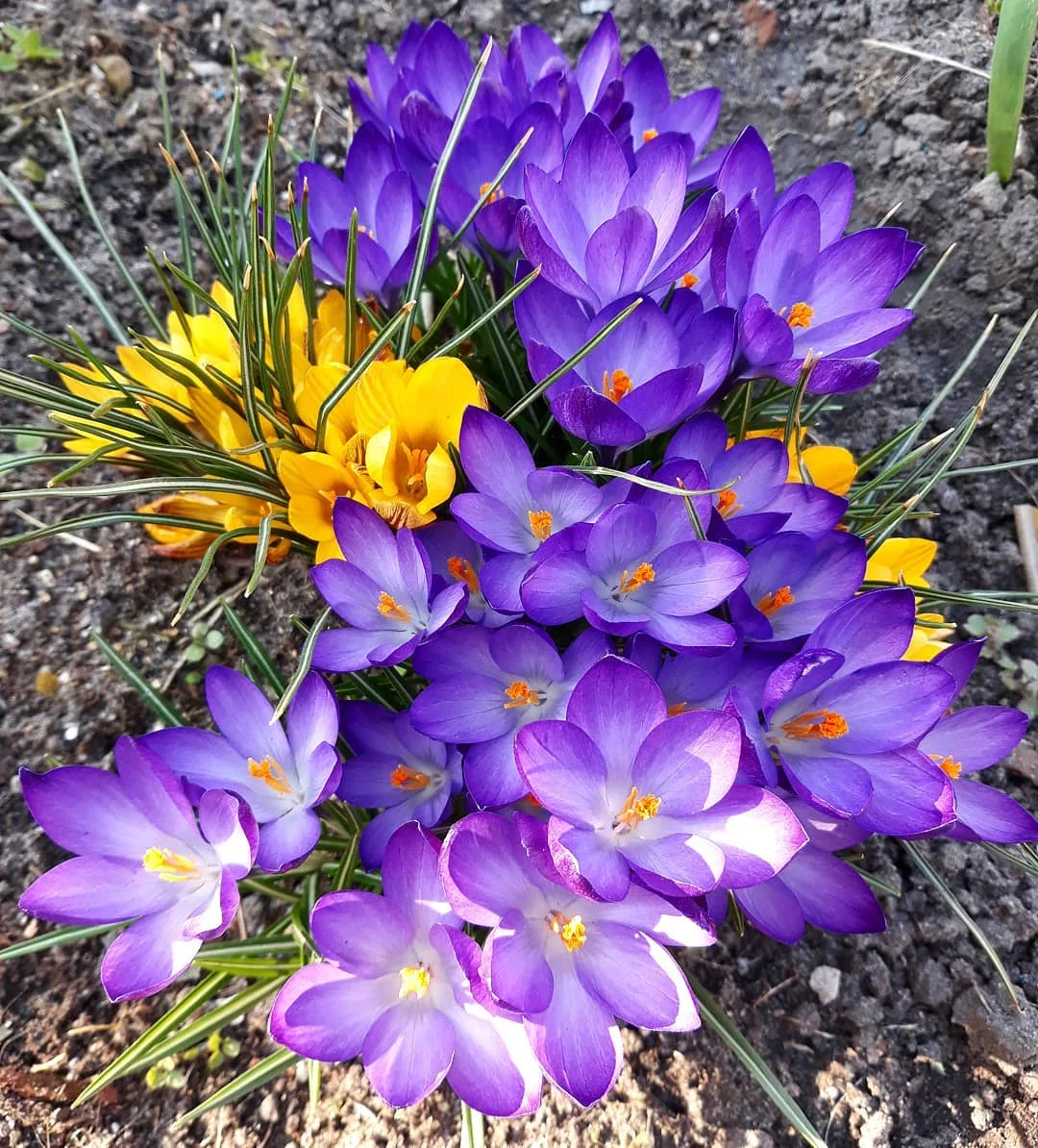 Весна вокруг: Украина утонула в цветении магнолий и цветов - фото 428327