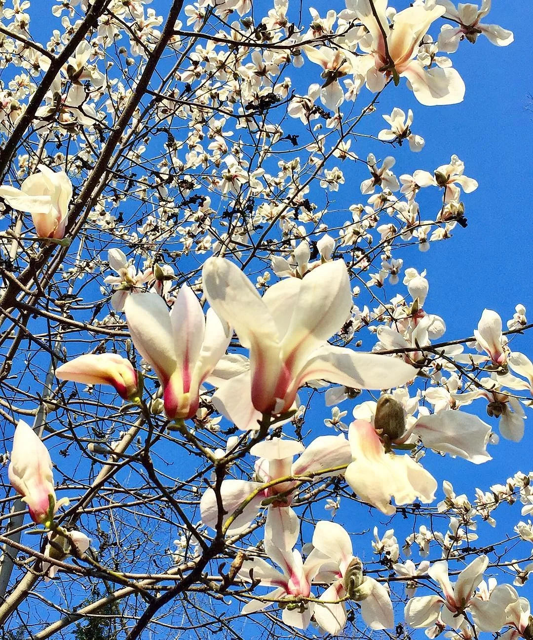 Весна навколо: Україна потонула в цвітінні магнолій та квітів - фото 428329