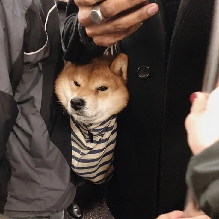 Жизнь собачья: только посмотрите, как жители Нью-Йорка перевозят в метро своих песиков - фото 429324