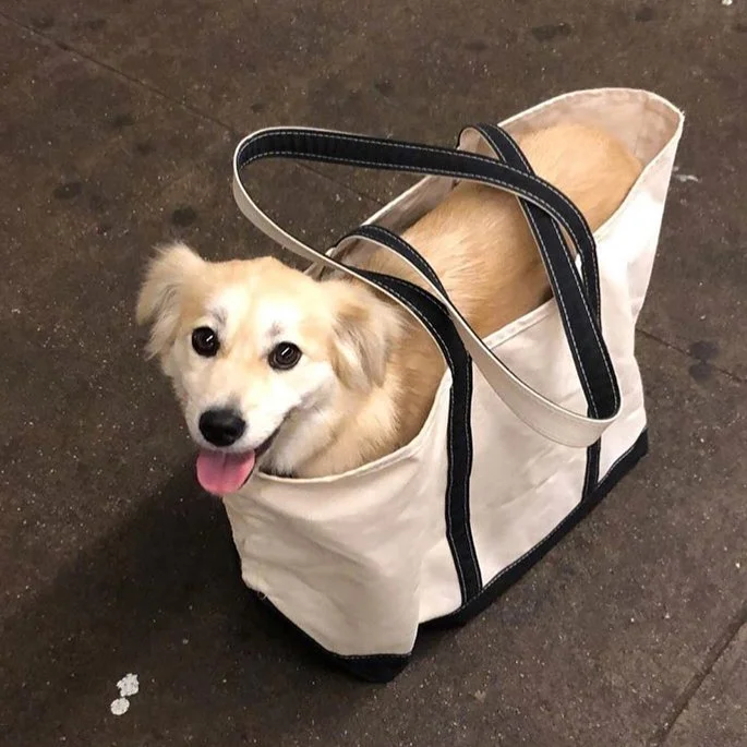 Жизнь собачья: только посмотрите, как жители Нью-Йорка перевозят в метро своих песиков - фото 429325