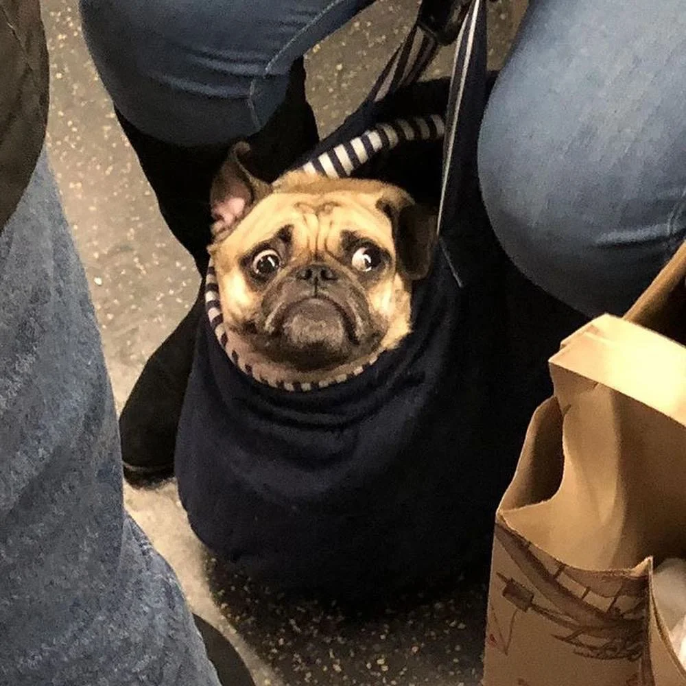 Жизнь собачья: только посмотрите, как жители Нью-Йорка перевозят в метро своих песиков - фото 429326