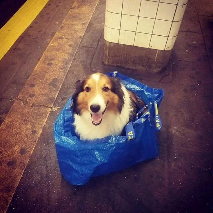 Жизнь собачья: только посмотрите, как жители Нью-Йорка перевозят в метро своих песиков - фото 429327
