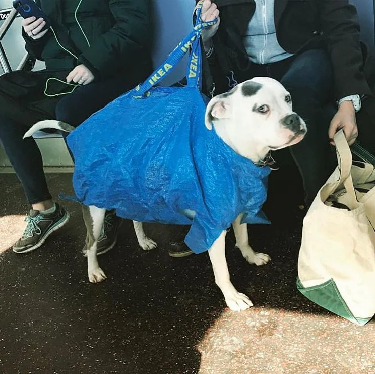 Жизнь собачья: только посмотрите, как жители Нью-Йорка перевозят в метро своих песиков - фото 429328