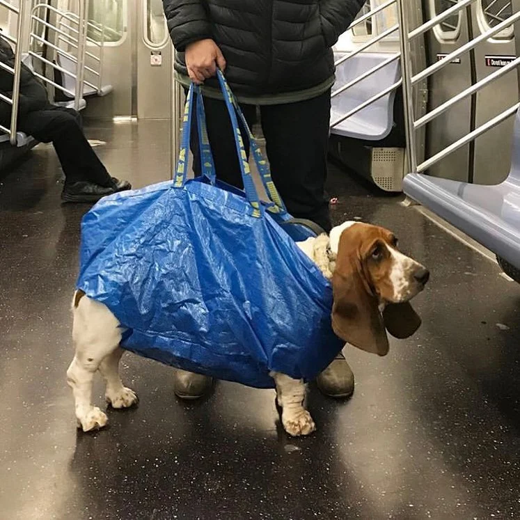 Життя собаче: тільки подивіться, як жителі Нью-Йорка перевозять у метро своїх песиків - фото 429329