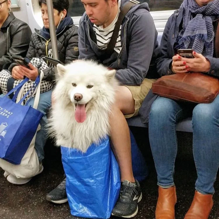 Жизнь собачья: только посмотрите, как жители Нью-Йорка перевозят в метро своих песиков - фото 429330