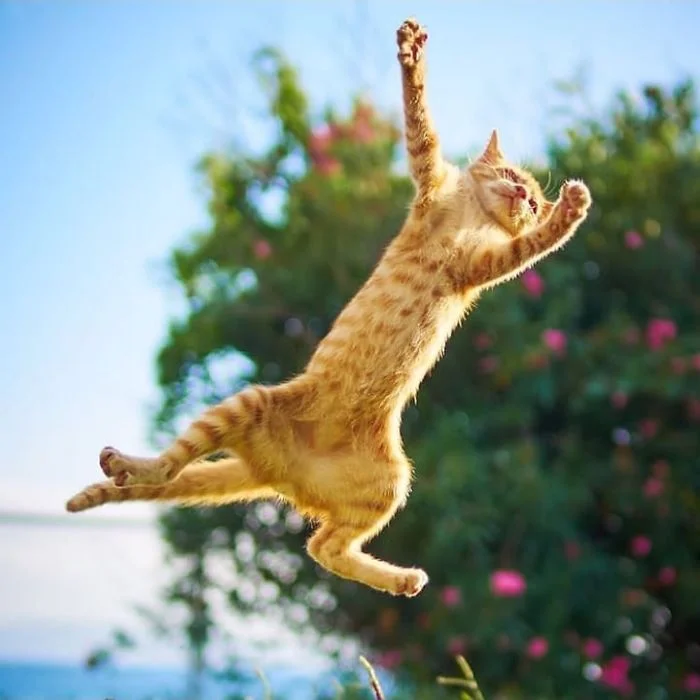 Ці фото котиків, що танцюють, точно вкрадуть твоє серденько - фото 429427
