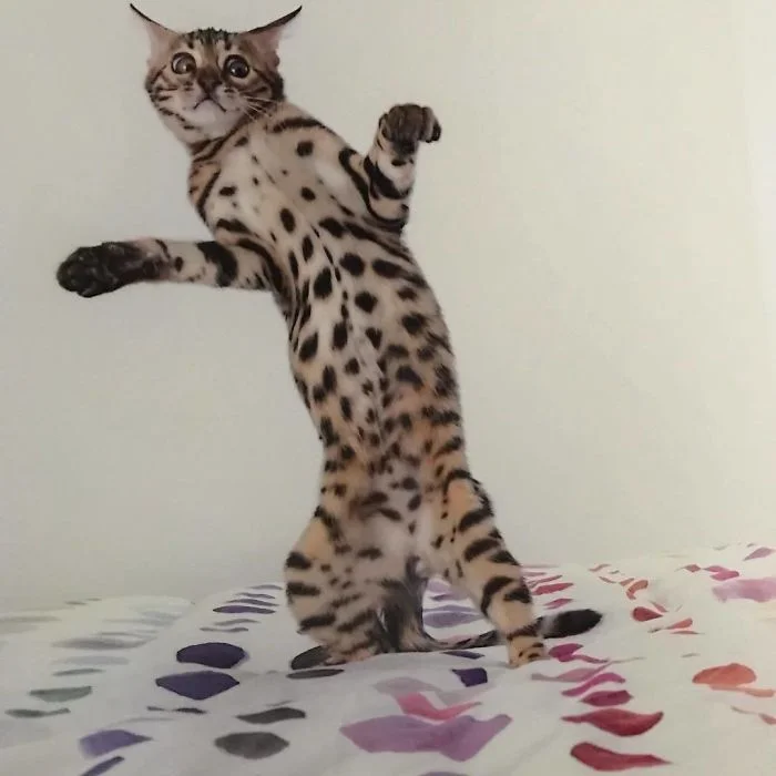 Ці фото котиків, що танцюють, точно вкрадуть твоє серденько - фото 429428