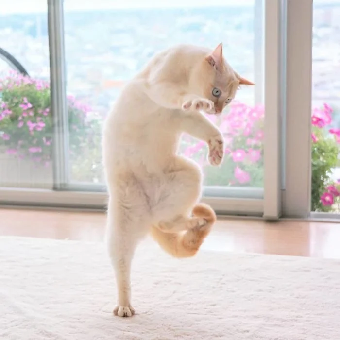Ці фото котиків, що танцюють, точно вкрадуть твоє серденько - фото 429430