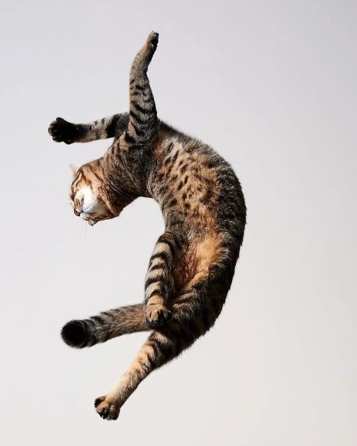 Ці фото котиків, що танцюють, точно вкрадуть твоє серденько - фото 429433