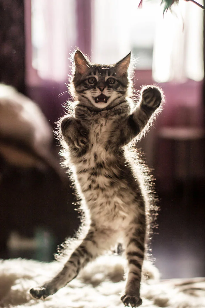 Ці фото котиків, що танцюють, точно вкрадуть твоє серденько - фото 429438