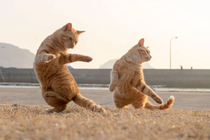 Ці фото котиків, що танцюють, точно вкрадуть твоє серденько - фото 429440