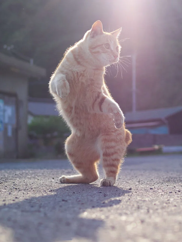 Ці фото котиків, що танцюють, точно вкрадуть твоє серденько - фото 429441