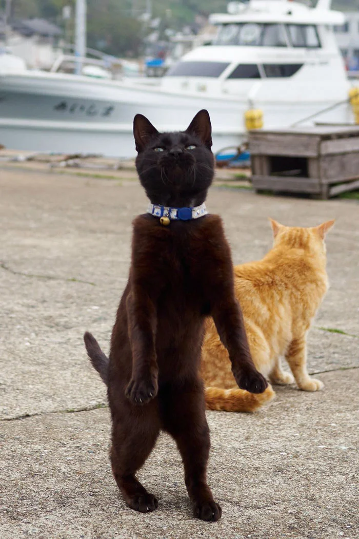 Эти фото котиков, что танцуют, точно украдут твое сердечко - фото 429442