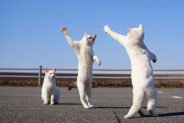 Эти фото котиков, что танцуют, точно украдут твое сердечко - фото 429443
