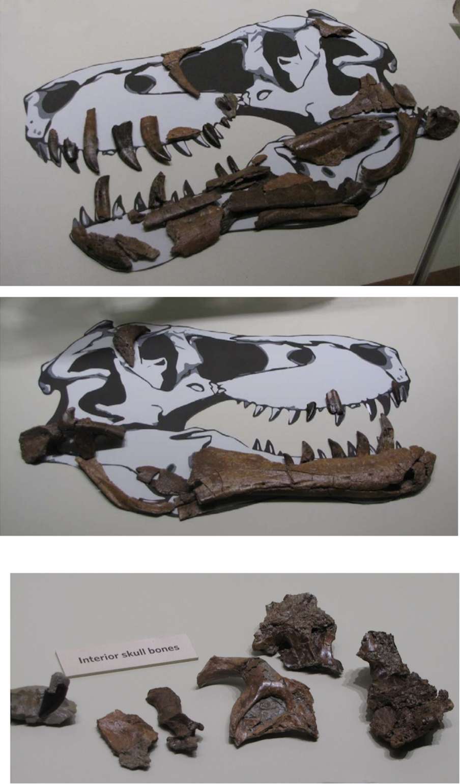 Любой желающий может купить остатки молодого тираннозавра, правда почти за $3 миллиона - фото 429762