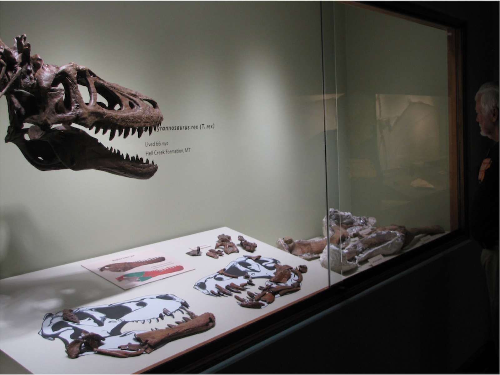 Любой желающий может купить остатки молодого тираннозавра, правда почти за $3 миллиона - фото 429763