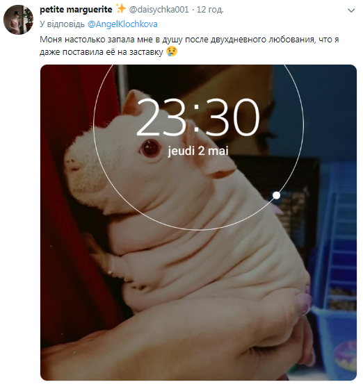 Зовнішність цієї морської свинки лякає людей, але добро завжди перемагає зло - фото 431620