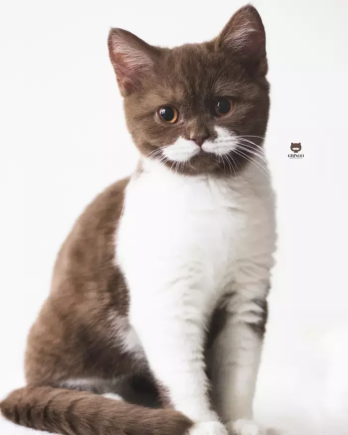 Этот харизматичный котик очаровал всех своим редким окрасом - фото 431851