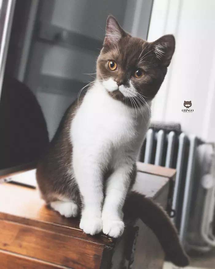 Этот харизматичный котик очаровал всех своим редким окрасом - фото 431853