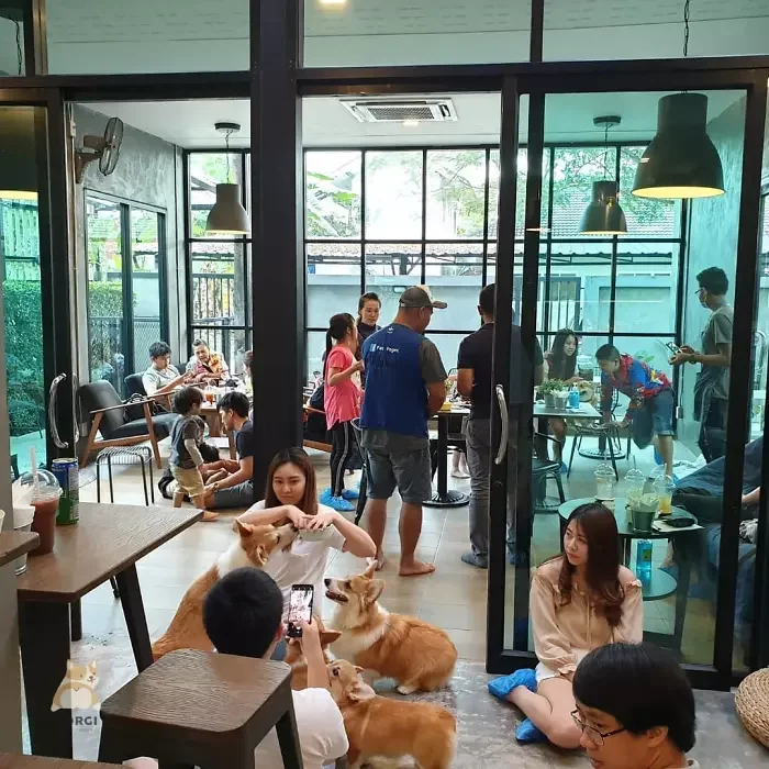 В Таиланде открылось кафе, в котором можно пить кофе и тискать пушистых корги - фото 432219