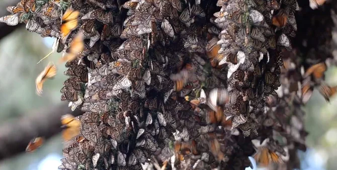Шорох крыльев миллионов бабочек в тропическом лесу - самое удивительное, что ты слышал - фото 433274