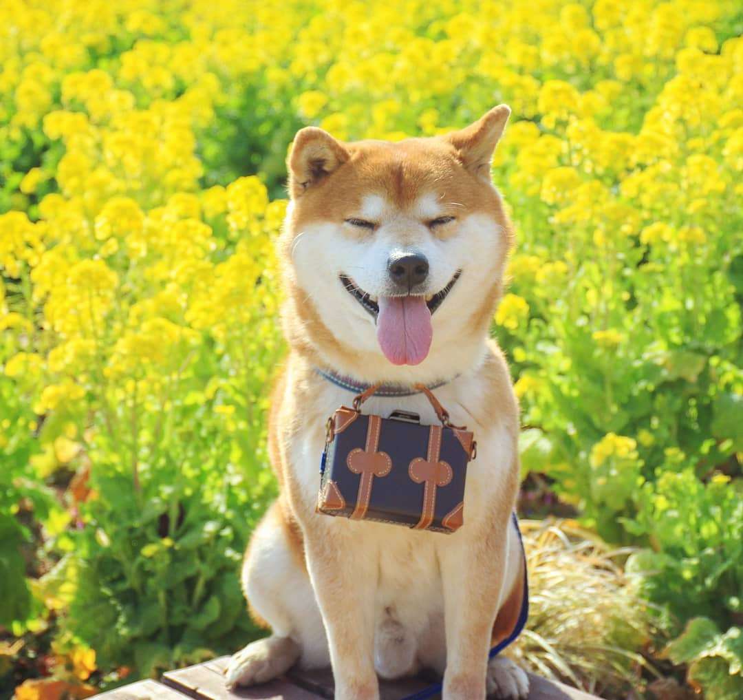 Фото этого улыбающегося пса на фоне цветов делают людей счастливыми, и это правда работает - фото 433949