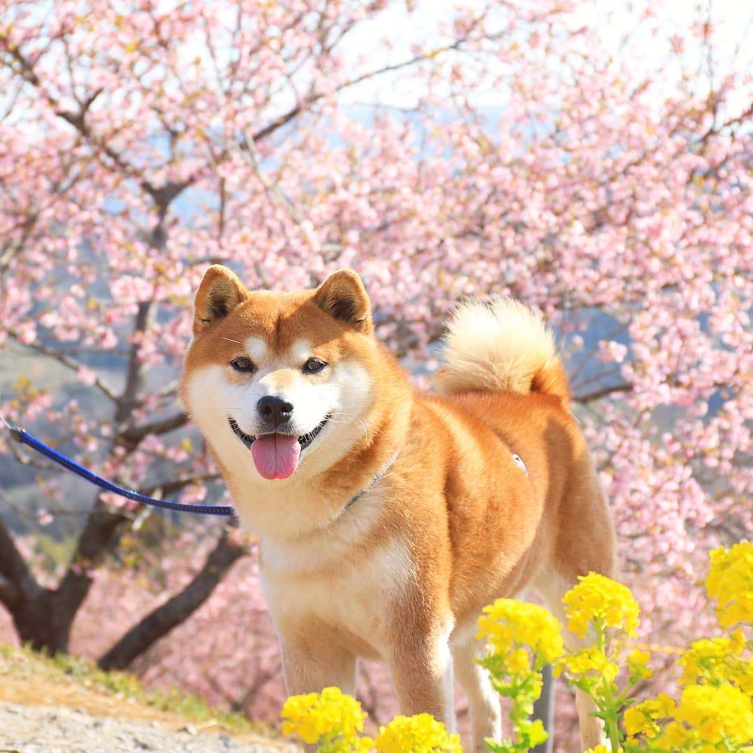 Фото этого улыбающегося пса на фоне цветов делают людей счастливыми, и это правда работает - фото 433950