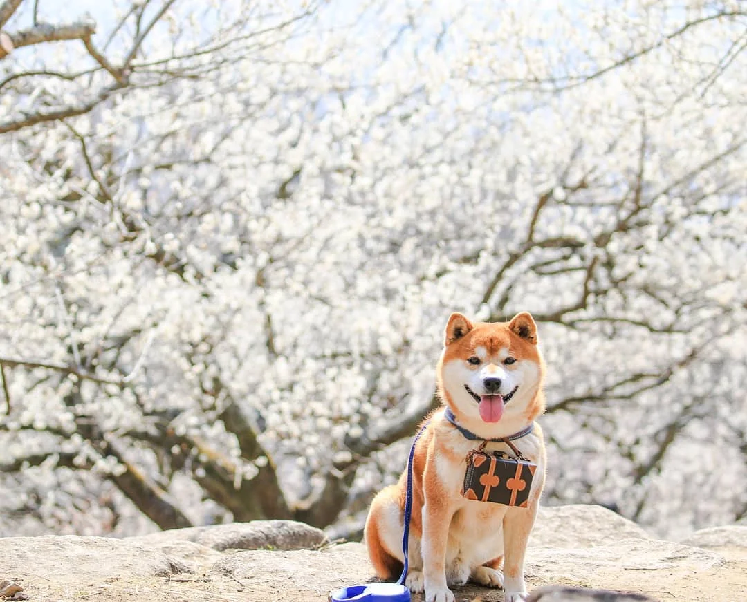 Фото этого улыбающегося пса на фоне цветов делают людей счастливыми, и это правда работает - фото 433951