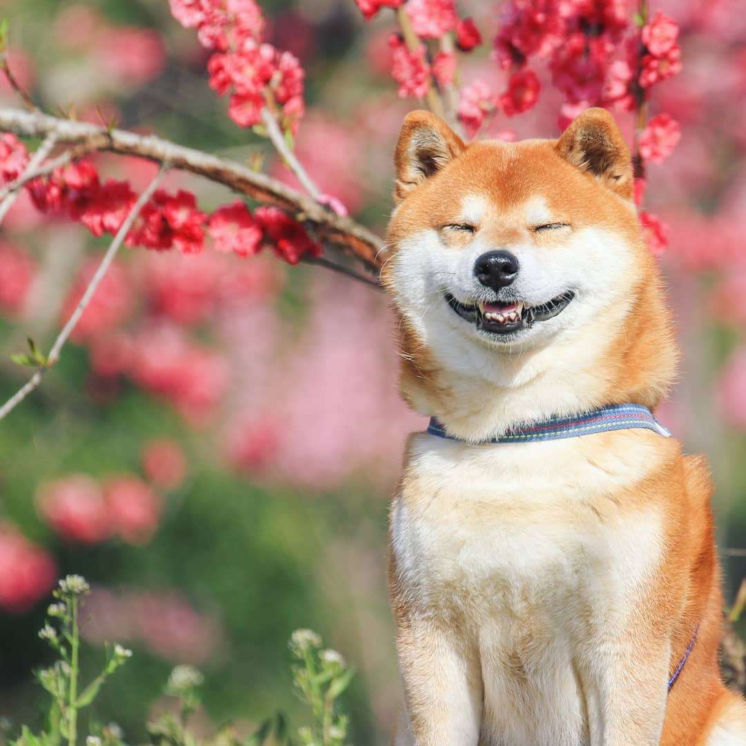 Фото этого улыбающегося пса на фоне цветов делают людей счастливыми, и это правда работает - фото 433953