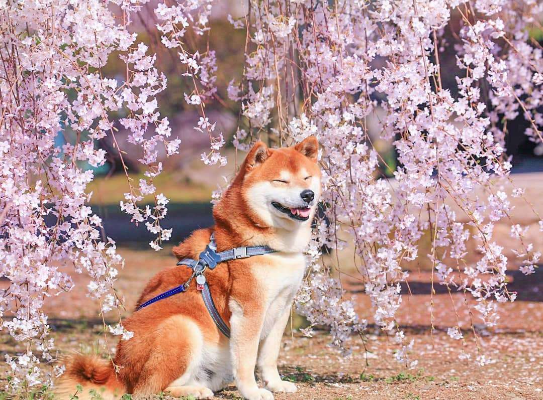 Фото этого улыбающегося пса на фоне цветов делают людей счастливыми, и это правда работает - фото 433954