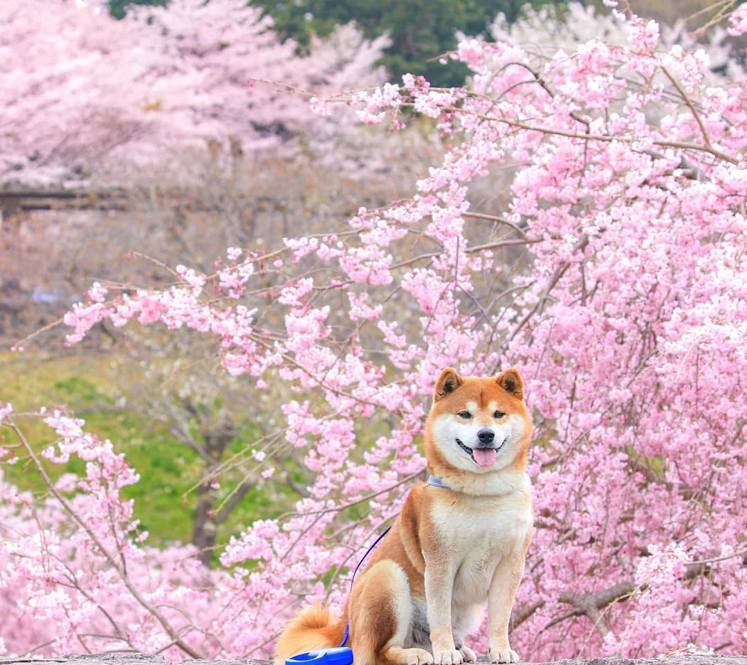 Фото этого улыбающегося пса на фоне цветов делают людей счастливыми, и это правда работает - фото 433955