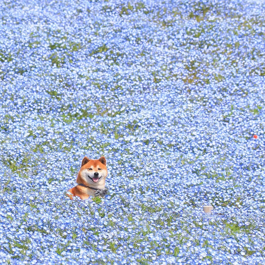 Фото этого улыбающегося пса на фоне цветов делают людей счастливыми, и это правда работает - фото 433956