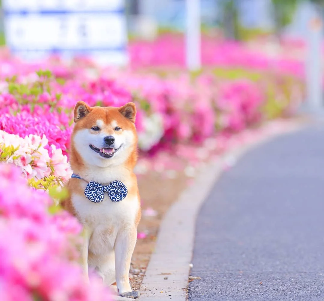 Фото этого улыбающегося пса на фоне цветов делают людей счастливыми, и это правда работает - фото 433957
