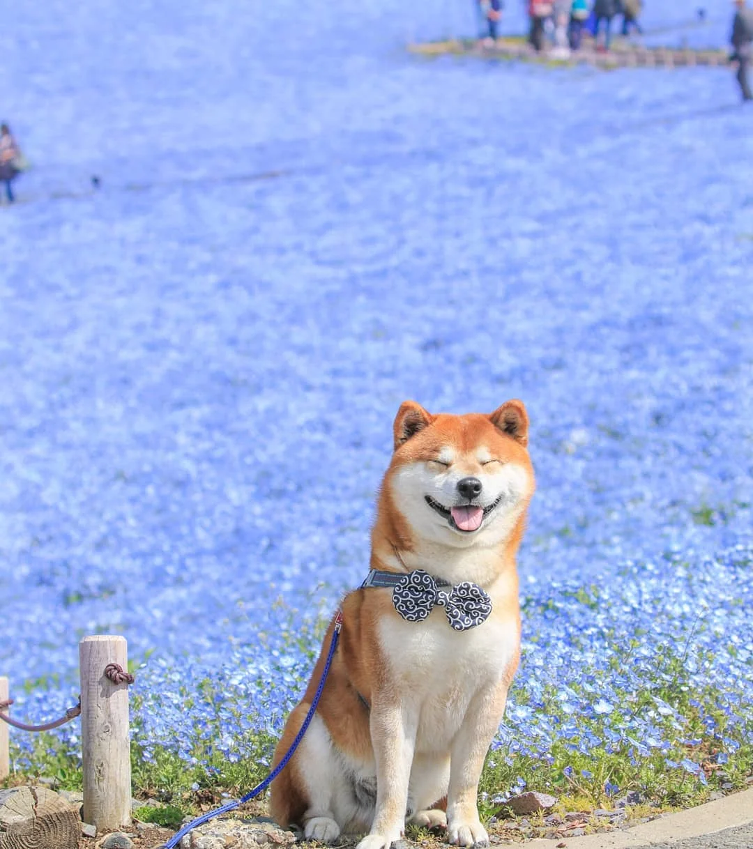 Фото этого улыбающегося пса на фоне цветов делают людей счастливыми, и это правда работает - фото 433958
