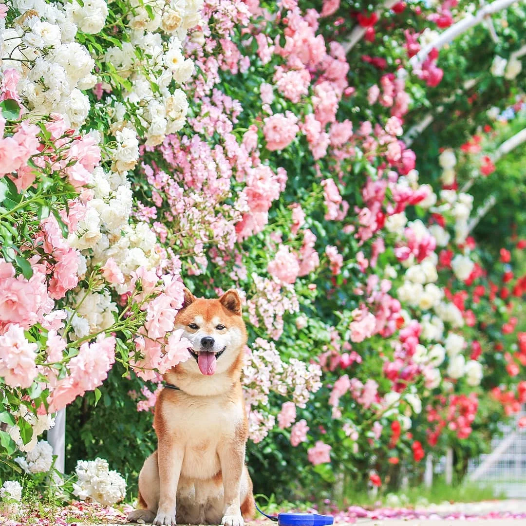 Фото этого улыбающегося пса на фоне цветов делают людей счастливыми, и это правда работает - фото 433959